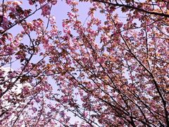 -高东镇樱花园