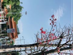 -深圳仙湖植物园