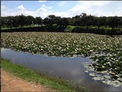android_upload_pic-松山湖梦幻百花洲