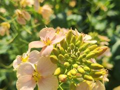 -中国天府农业博览园