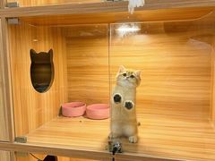 -猫十亿·布偶金渐层·曼基康矮脚猫舍(青年路店)