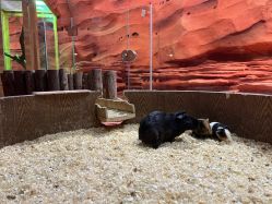 -Zoolung Zoolung动物主题公园(海信广场店)