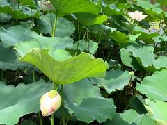 -陈家山荷花公园