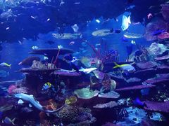 -迪拜帆船酒店海底餐厅