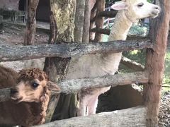 -清迈夜间动物园