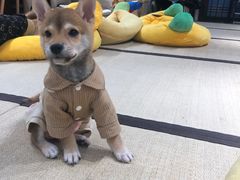 -逗柴咖啡屋·狗咖猫咖宠物桌游