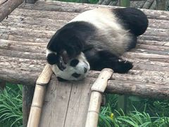 -大连森林动物园