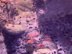 -珠海长隆海洋王国