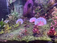 -正佳雨林生态植物园
