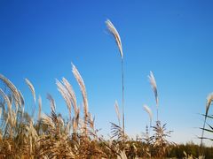 -野鸭湖国家湿地公园