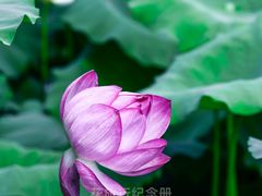 -莲池书院博物馆