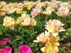 -洛阳郁金香牡丹园