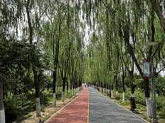 -大兴滨河森林公园