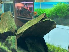 -青石桥花鸟鱼虫市场(叠翠城店)