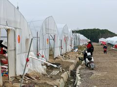 -喜杨洋草莓采摘园