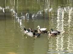 -梧桐人家中国太平国际健康颐养社区