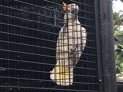 -新加坡飞禽公园