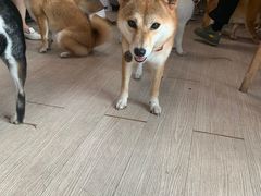 -柴犬高等学院·狗咖·柴犬售卖·宠物训练
