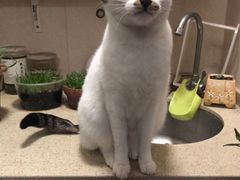 -艾贝尔宠物医院·24H转诊中心·肿瘤猫专科(江宁双龙店)