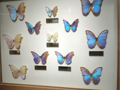 -上海昆虫博物馆