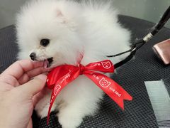 -宠物家(大兴旧宫店)