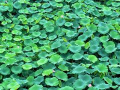 -白鹭湾湿地公园