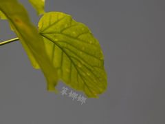 -PUZZLE COFFEE 拼图咖啡