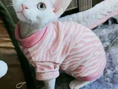 -70cat德文卷毛猫·缅因猫纯种猫舍