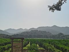 -中国茶叶博物馆(双峰馆区)