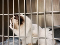 -艾吉宠物医院·疑难杂症转诊中心·猫友好(碧江路院)