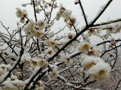 android_upload_pic-香雪海