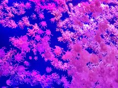 -珠海长隆海洋王国
