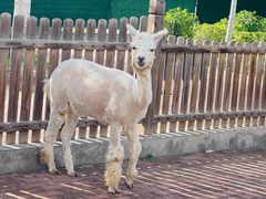 -大青山野生动物园