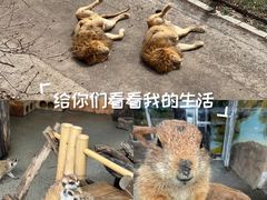 -大连森林动物园