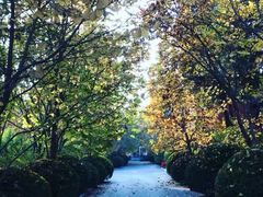 -三里屯东五街银杏大道