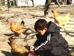 -樂桃源奉贤黄桃种植采摘基地