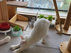 -十年猫舍·猫咪专门店(普陀店)