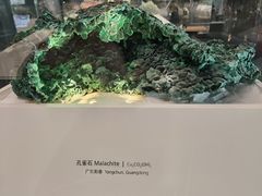 -上海自然博物馆