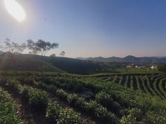 -帐篷客·溪龙茶谷度假酒店