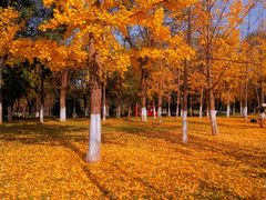 -大明宫国家遗址公园·御道广场