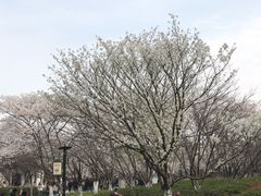 -范蠡湖公园