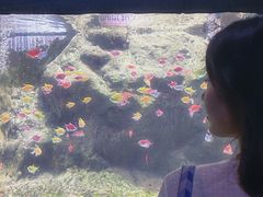 -苏州海洋馆
