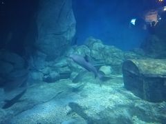 -临沂极地海洋王国