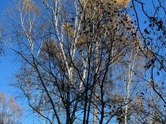 -五营红松林海景区