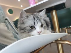 -飞行喵MR PILOT|猫舍·猫咖(静安大融城店)
