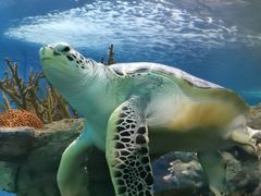 -上海海洋水族馆