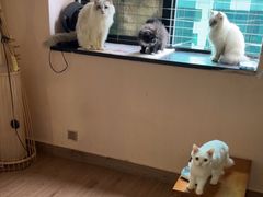-楼上猫咖(罗湖店)