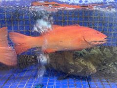 -香山湖渔家大院