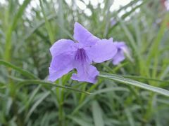 android_upload_pic-广西壮族自治区药用植物园