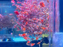 -海合安成都极地海洋公园
